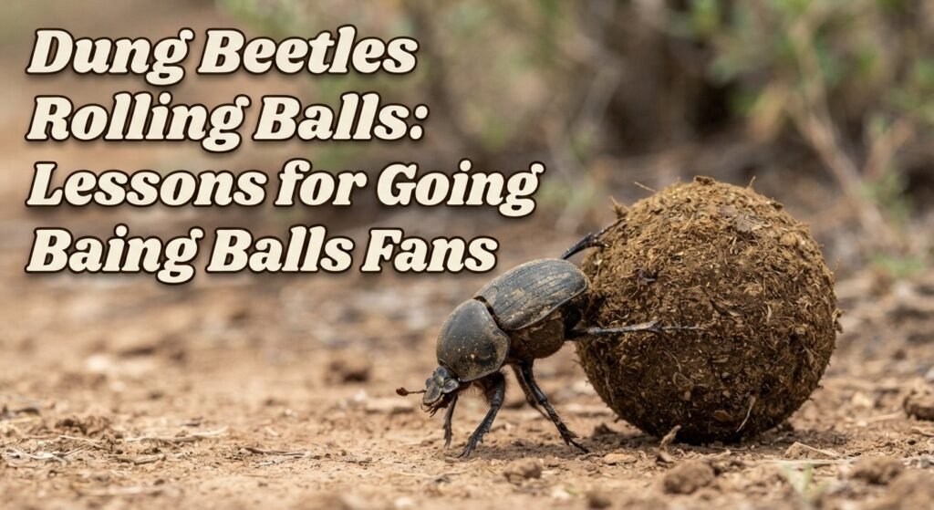 Dung Beetles Rolling Balls: Lessons for Going Balls Fans
